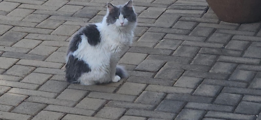 1 Bedroom Property for Sale in Langenhovenpark Free State